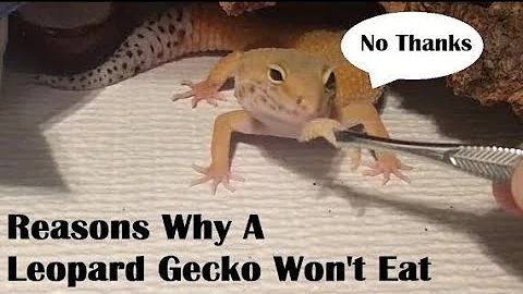 Reasons Why A Leopard Gecko Won’t Eat