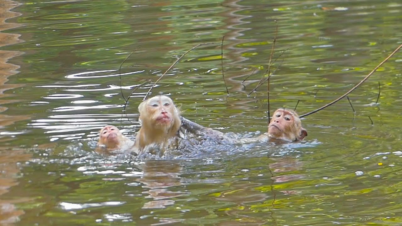 Is Kenzo jealous or getting upset with Joyce for bringing Jacee to swim with her?