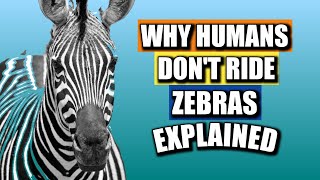 WHY humans don't ride ZEBRAS?