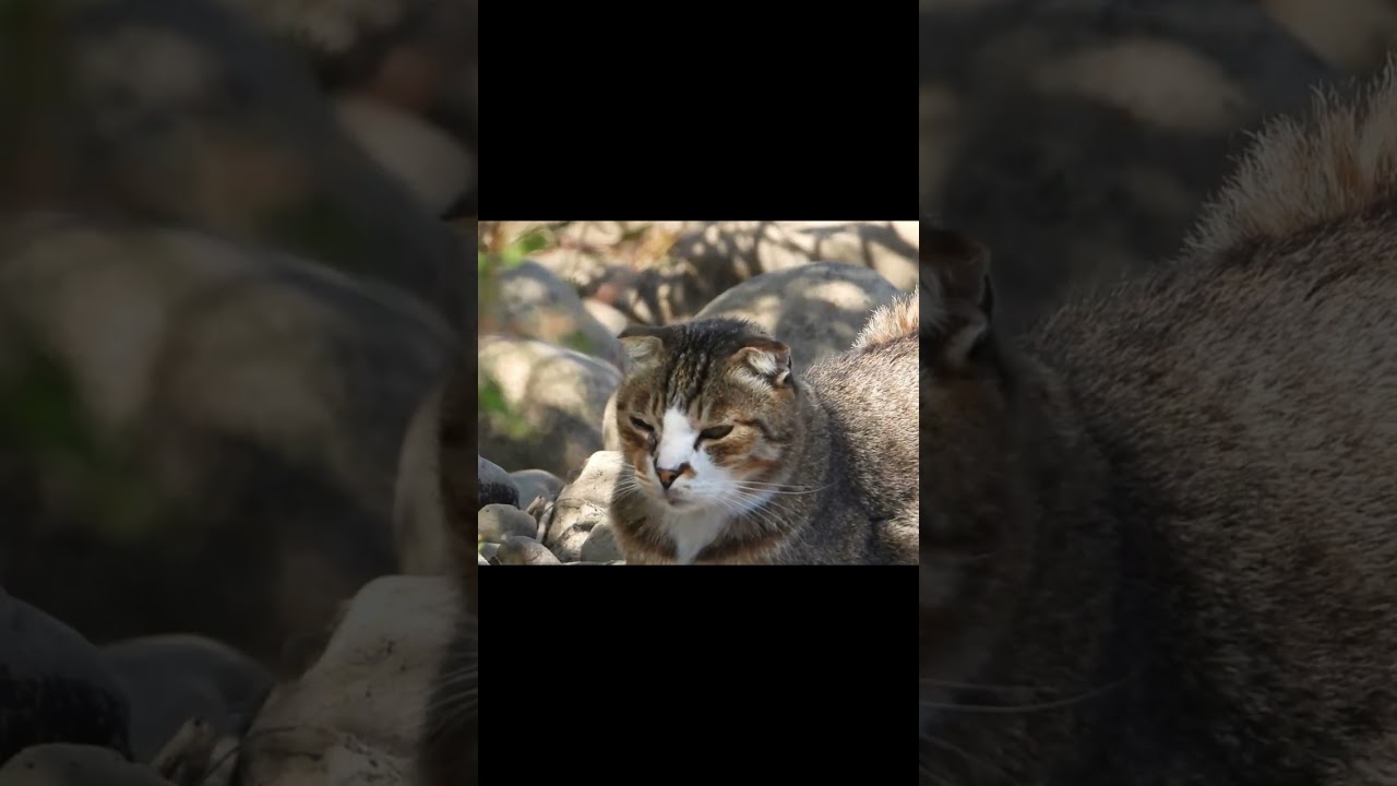 폴리가 매일 바라보는 세상