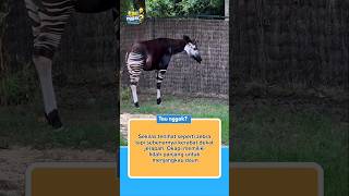 Okapi. #FaktaUnik #Okapi #HewanUnik #SatwaLangka #KeajaibanAlam