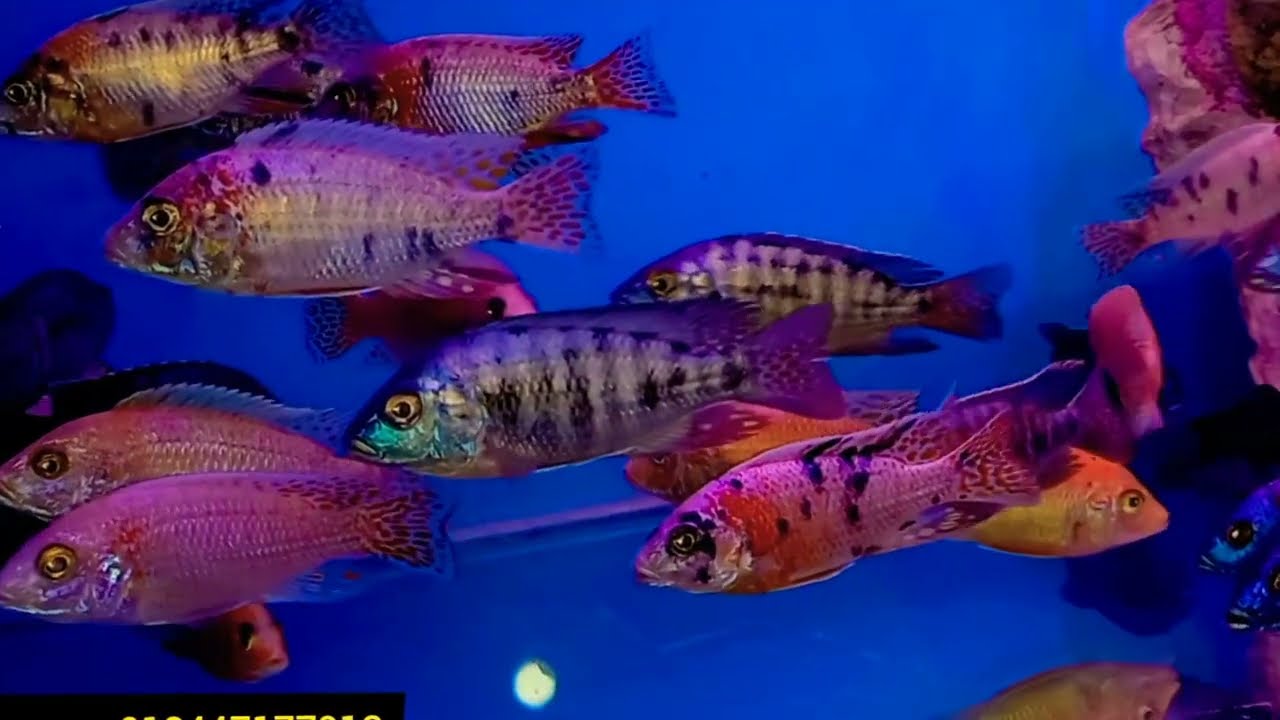 EXOTIC RARE CICHLIDS, MONSTER FISHES CHEAP RETAIL RATES AT FANCY FISH