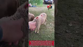 Srinagar’s Biggest Sacrificial Animal Market at Eidgah Witnesses Sky-High Rates Ahead of Eid-ul-Adha