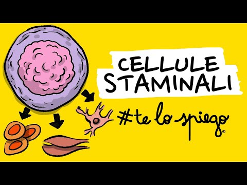 Video: Le cellule staminali sono multipotenti?