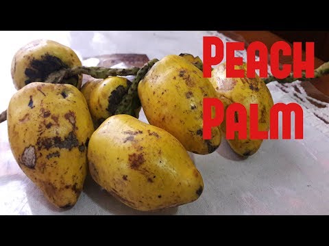 Video: Peach Palm