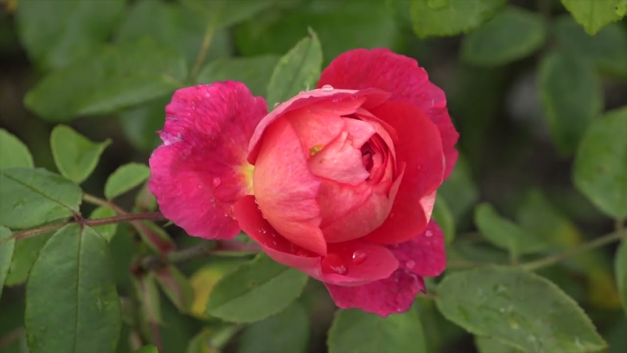 Fleurs, jardins cachés et secrets à Londres - Kew Gardens