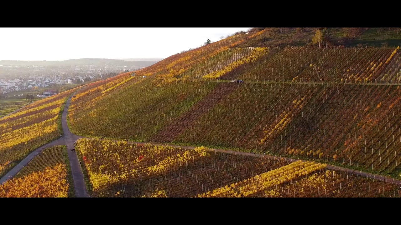 Weinberge bei Metzingen-Neuhausen