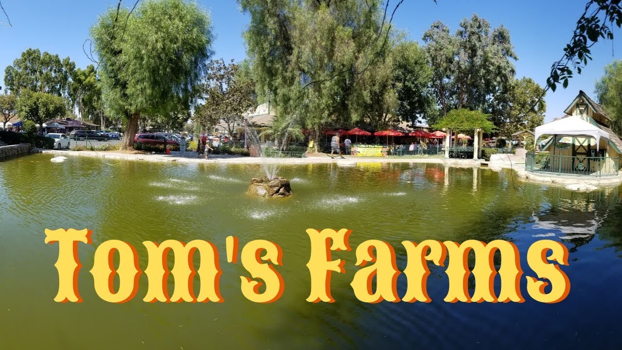A day of live music, food & fun at Tom's Farms in Corona California