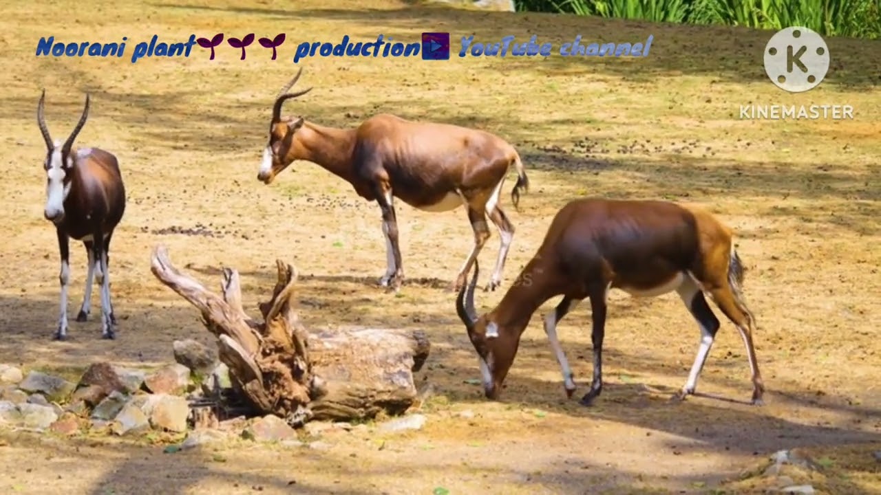 Bongo antelope Striking