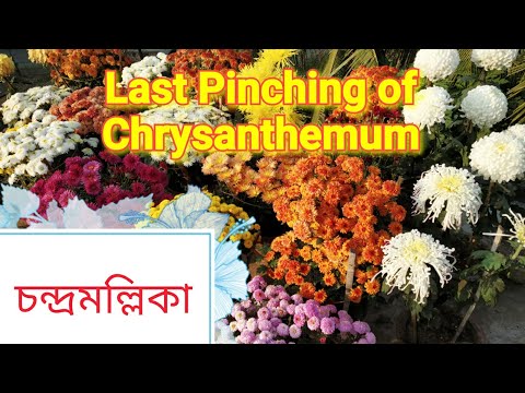 ভিডিও: শরতে chrysanthemums রোপণ: পেশাদার পরামর্শ