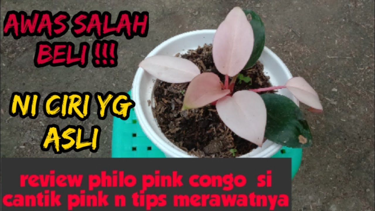 Review Dan Tips Merawat Philodendron Pink Congo Youtube