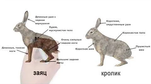 Чем зайцы отличаются от кроликов?