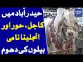 Kajal Hoor And Angelina Bulls Steal Spotlight In Hyderabad Mandi | Dawn News