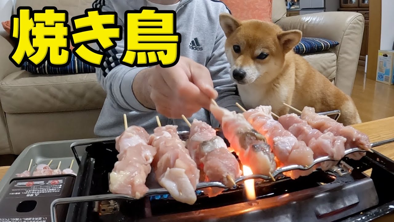 【まだ熱いよ！】焼き鳥にどハマりした柴犬小夏