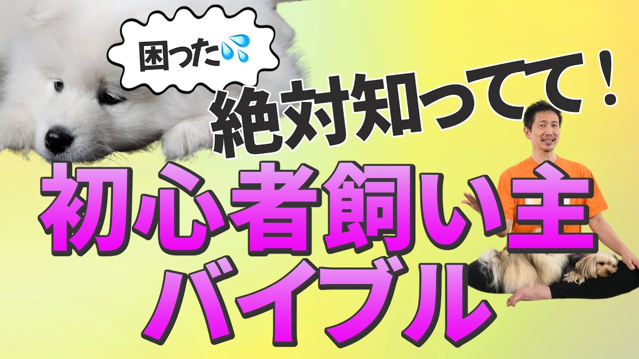 【犬のしつけ基本】犬を飼い始めたら絶対知っておきたい大事なこと！