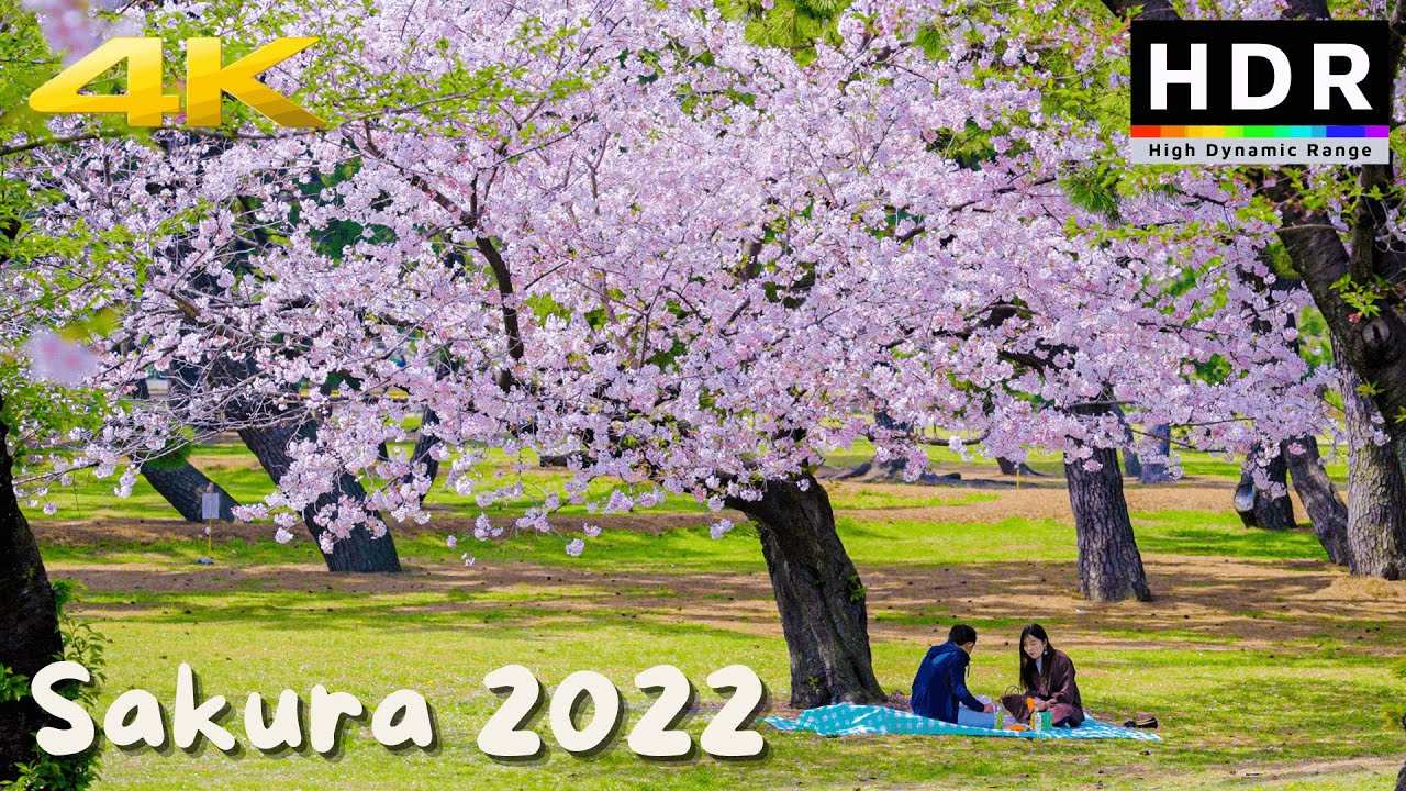 4K HDR // Osaka Cherry Blossom Forest at Hamadera Park