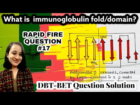 Immunoglobulin fold | Immunoglobulin domain | DBT BET JRF Question solution