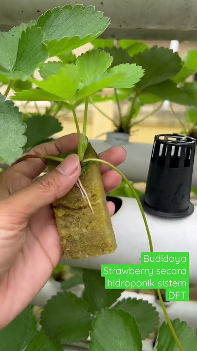 Hydroponic strawberry growing media