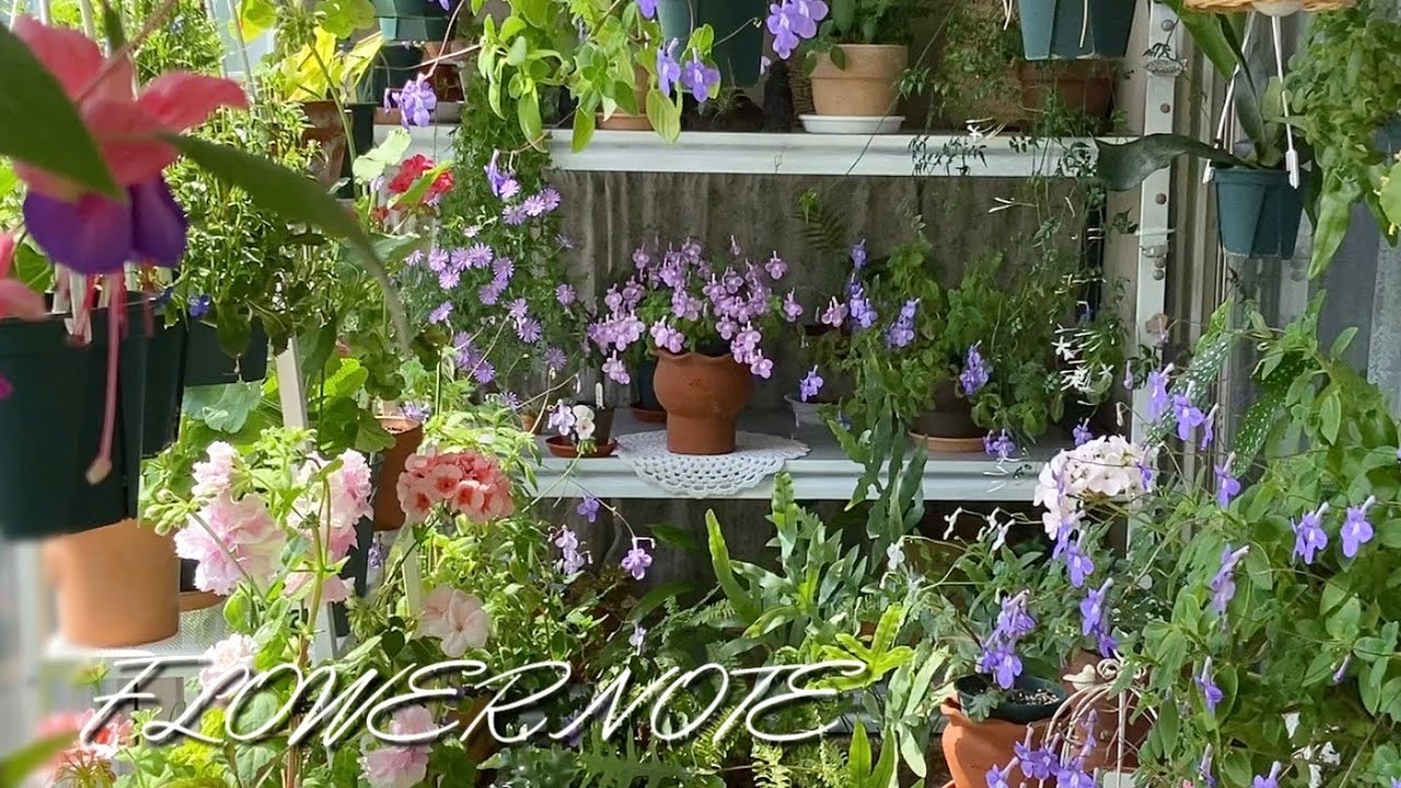 4000원의 행복, 키우기 완전 쉬워 매해 꽃보는 학자스민 키우는법 총정리/ 새 토분 구매, 3월말 플랜테리어/ 후쿠시아, 삭소롬, 제라늄 정원