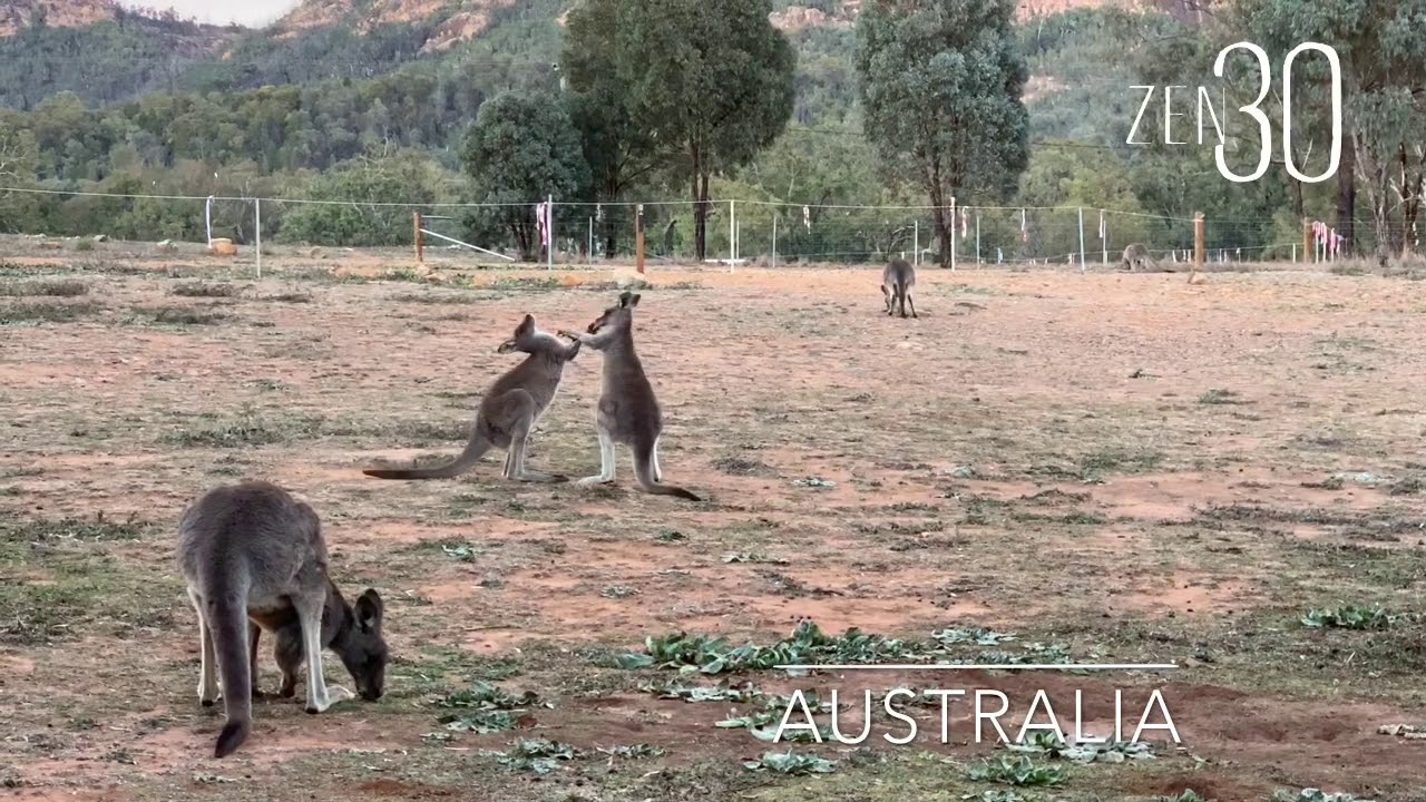 zen30 Kangaroo wrestling NSW, Aus YouTube