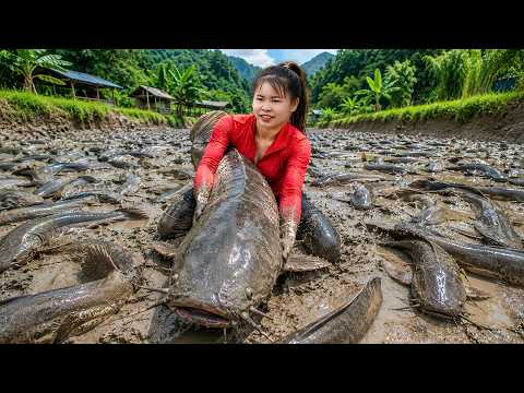 Carro de Caballos Lleno de Peces Grandes | Gran Cosecha en Estanque de Lodo