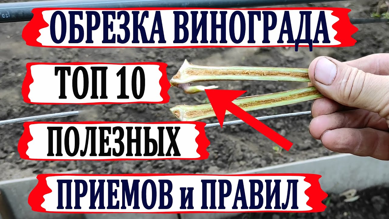 🍇 ОБРЕЗКА ВИНОГРАДА. Не ПРИСТУПАЙ к ней, пока не узнаешь ЭТИ 10 удивительных правил и приемов.