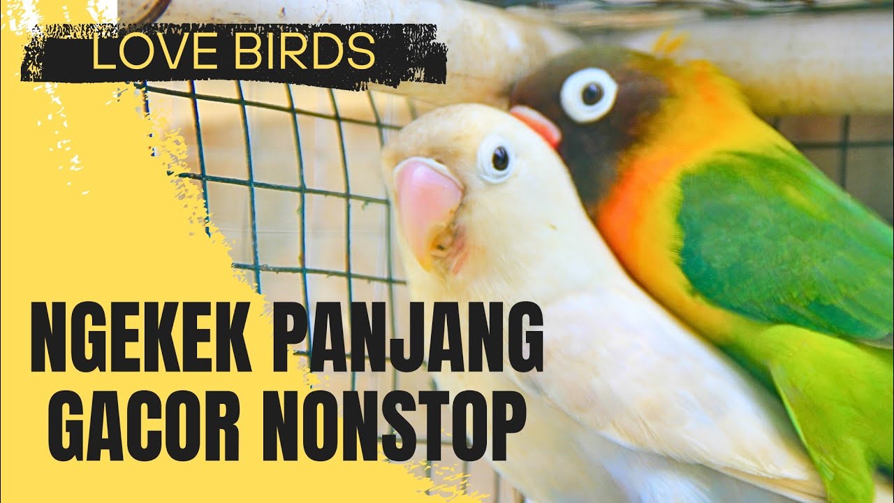 Lovebird Ngekek Panjang Gacor Nonstop
