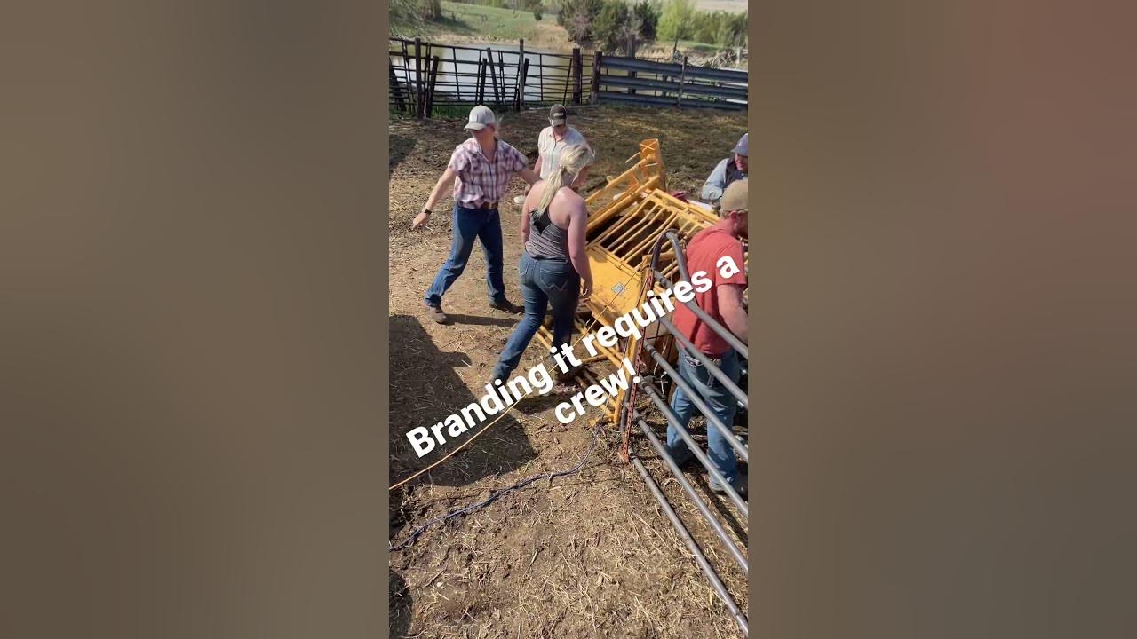 Cattle farm girl YouTube