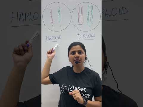 Video: Apakah basidiospora haploid atau diploid?