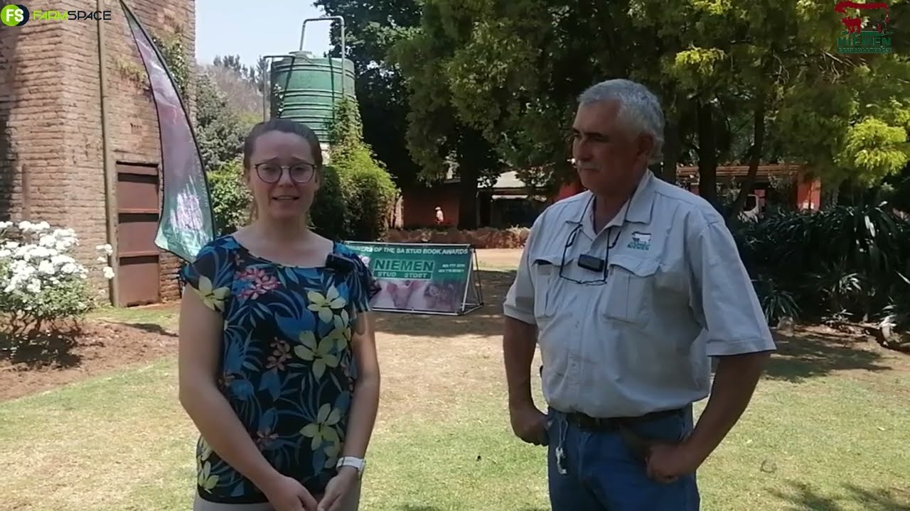 Niemen Beef Shorthorn Veiling skop more, 15 Oktober 2022, 11:00 af.