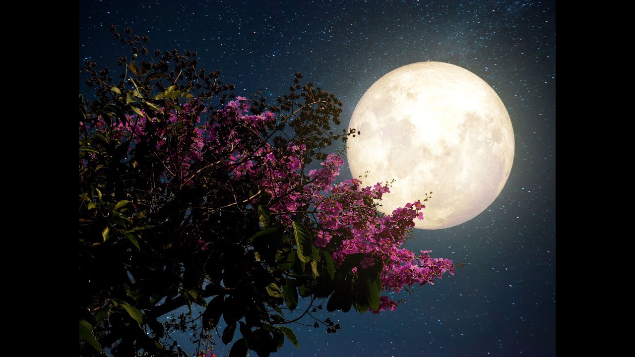 Moonlight Moods: Reverie - Schumann