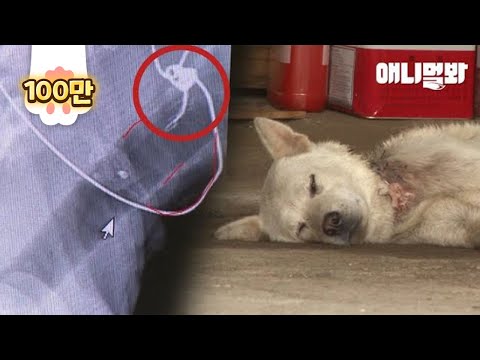 누구도 예상못한 놀라운 흔적이 발견됐는데ㅣEven In Pain, <strong>Dog</strong> Caught In A Snare Had To <strong>Protect</strong>