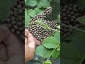 قطع أي شيء لا يصدق على الساق