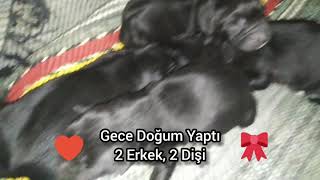 Si̇yah Alman Kurdu Gece 4 Yavru Dünya Geti̇rdi̇