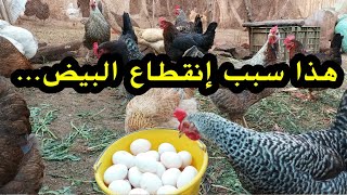 هذا سبب إنقطاع الدجاج عن إنتاج البيض ، تربية الدجاج البلدي مع سعيد  tarbiat dajaj