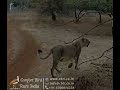 Contact us for Asiatic lions safaris at gir forest