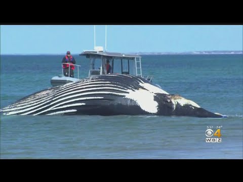 humpback-whale-weighing-40-tons-washes-up-on-cape-cod-beach