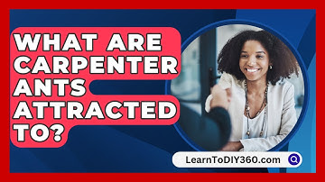 What Are Carpenter Ants Attracted To? - LearnToDIY360.com