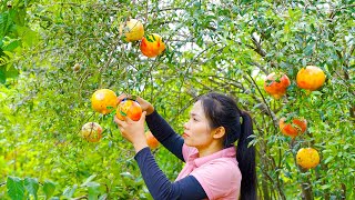 Harvest Pomegranate, Forest Fruit  Goes to Market sell - Make Pomegranate Juice