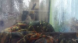 Asian Market in Tigard Oregon 5 Stars, some of the best seafood and freshest in the world! 2024