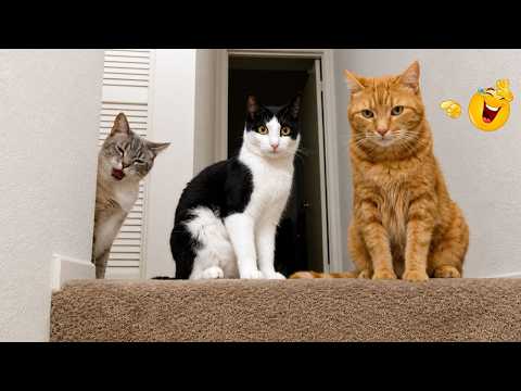 HILARIOUS CAT MOMENTS CAUGHT ON CAMERA 🤣🐱 | Your Daily Dose of Laughter😹 | Best Cat Moments 🐈