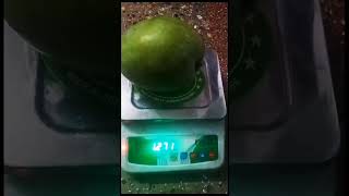 1.25 kg Malgova mango shorts mango momsrecipes