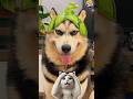 anjing nya lucu