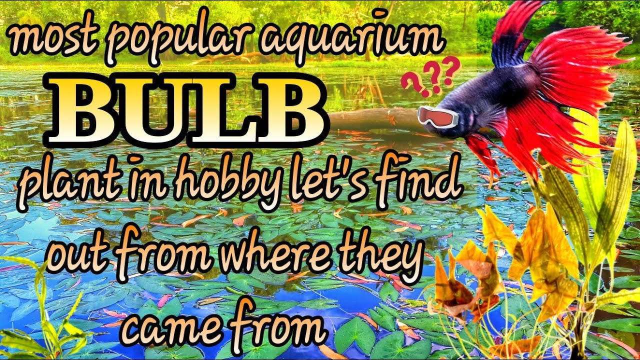 How To Lower Ph In Aquarium With Live Plants Tachibana
