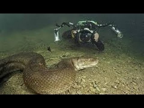 Anaconda le serpent roi des reptiles documentaire en français n - YouTube