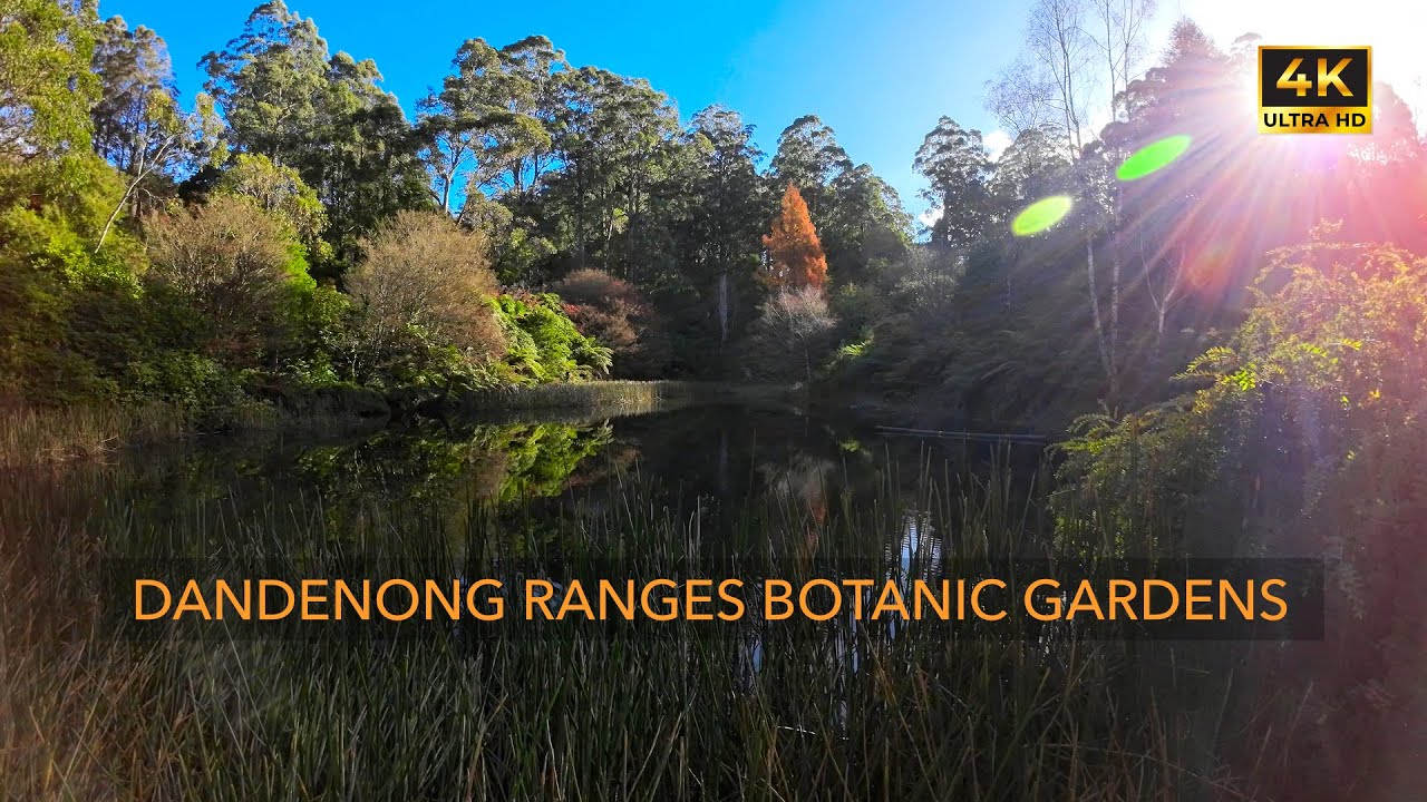Dandenong Ranges Botanic Garden | 4K HDR Walking Tour