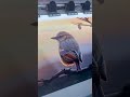 Video Image