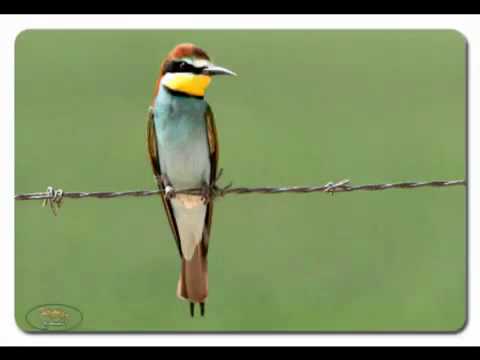 طير اخضر طير مبرقع توركمن قوشىmp4