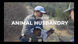 Cultivating Careers | Animal Husbandry