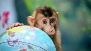 The Cute Monkey, Gainomax